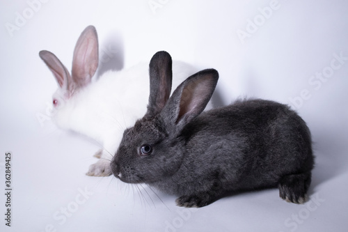 gray and white rabbits, bunnies on a white background. Isolated. Copy space. High quality photo