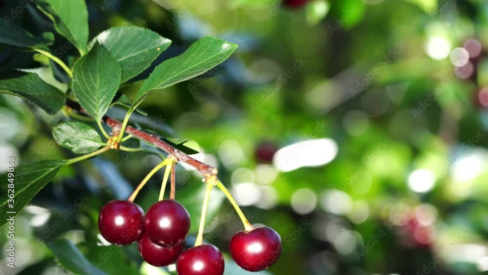 branch with ripe cherries on a sunny day branch with ripe cherries on a sunny day