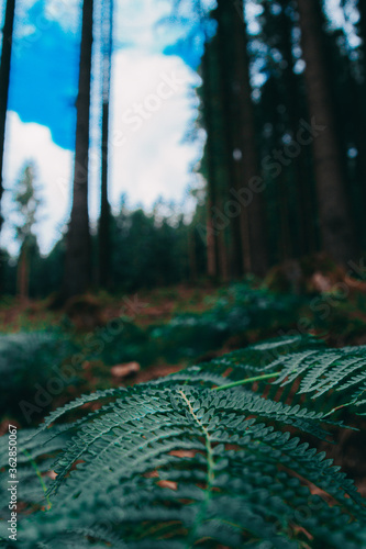 rain in the forest