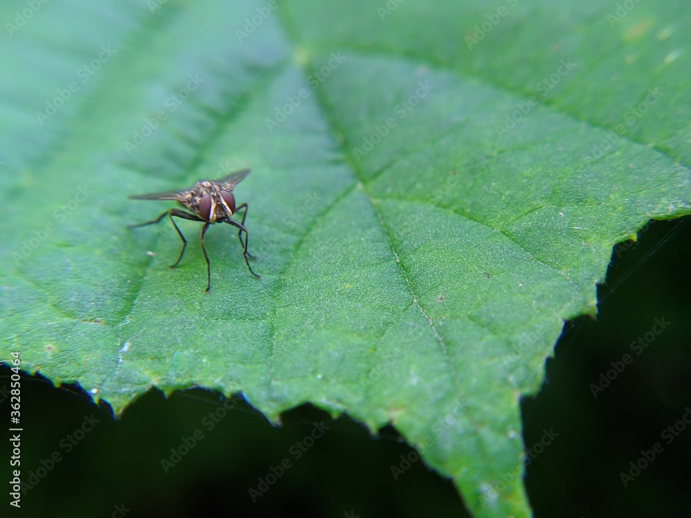 macro of a fly macro of a fly