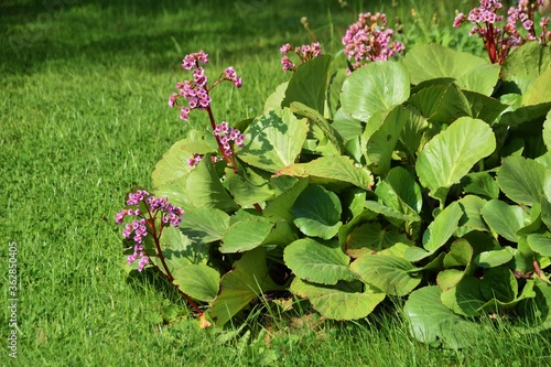 Photography Close-up view to pink flower bergenia (also called elephant-ear, badan, Siberian