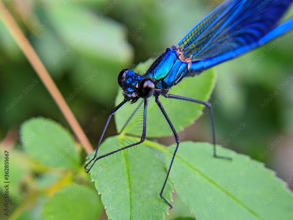 blue dragonfly on a leaf blue dragonfly on a leaf