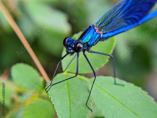 blue dragonfly on a leaf © Saverio