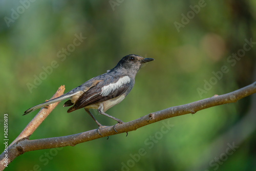Oriental Magpie-robin female (Copsychus saularis) perching on the a tree branch with blurry background. Selective focus
