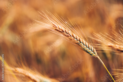 Ripe barley ears in field, selective focus