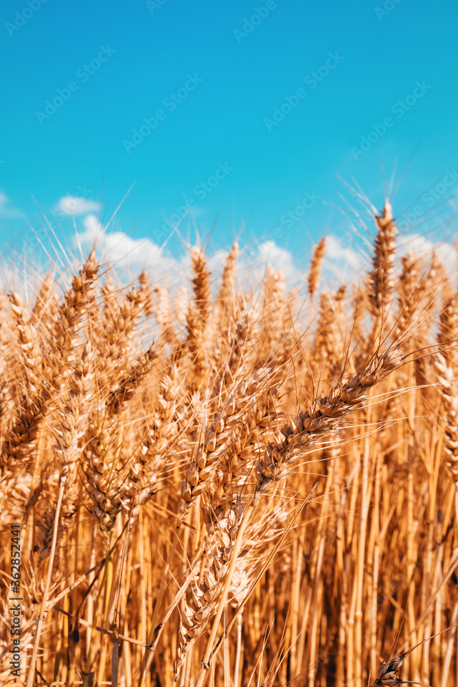 Ripe harvest ready wheat crop field in summer Ripe harvest ready wheat crop field in summer