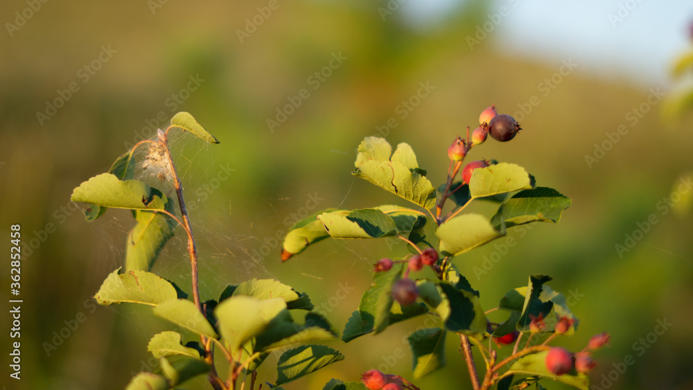 plants, night flowers, delicate flower, village plants, night flowers, delicate flower, village