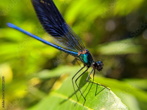 dragonfly on a green leaf © Saverio
