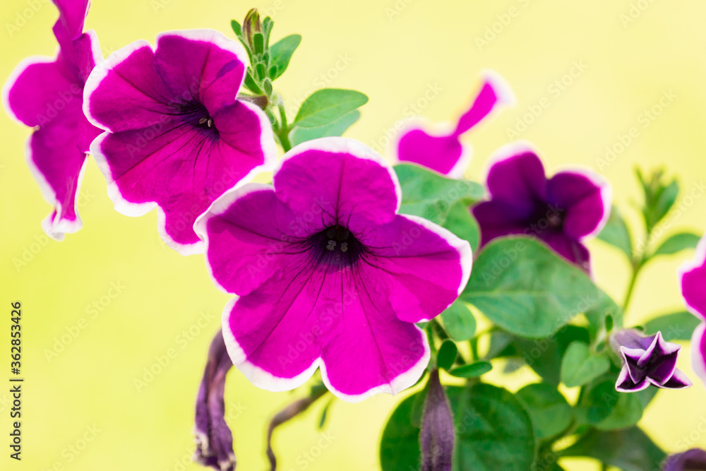 Fototapeta premium Petunia on a green background