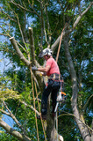 A Tree Surgeon or Arborist standing up a large tree ready to work.