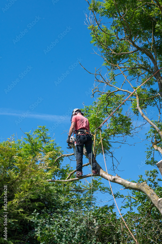 A Tree Surgeon or Arborist using safety ropes stands on a tree branch cutting off branches.