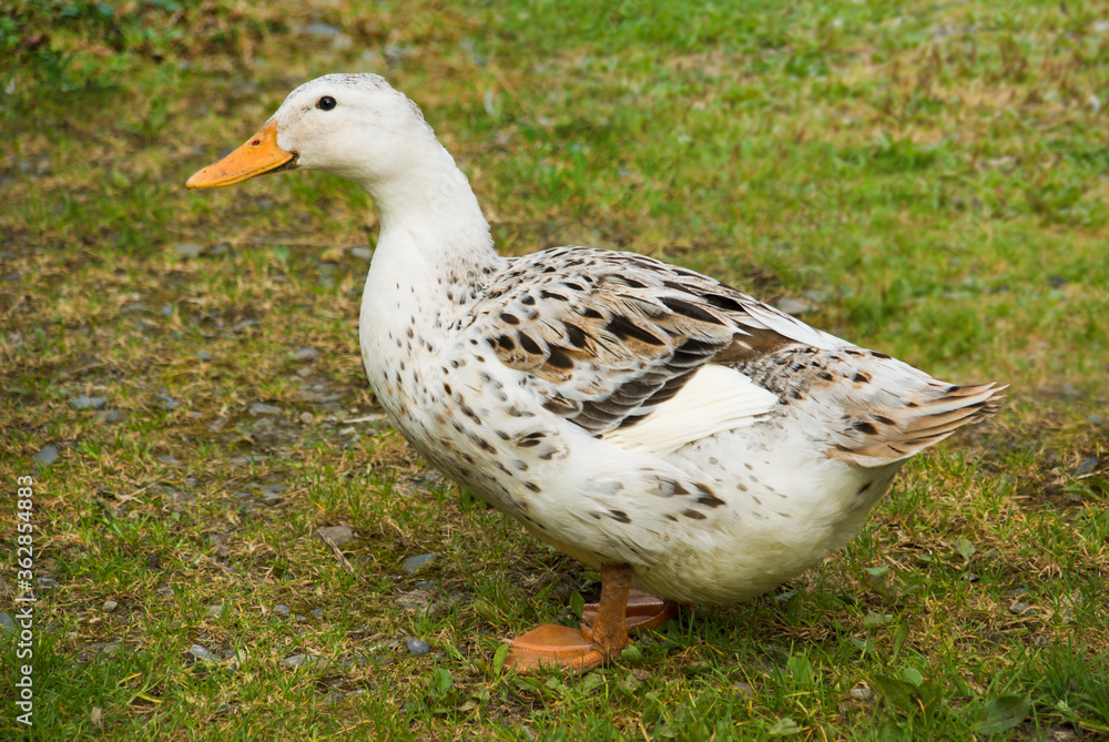 Farm raised free range domesticated duck standing in a grassy farmyard Farm raised free range domesticated duck standing in a grassy farmyard