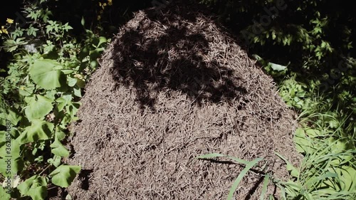 Big ants in the forest on the Italian mountain. photo