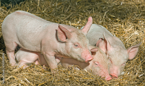 A litter of three little pink piglets cuddle together in a barn on a comfortable bed of straw.