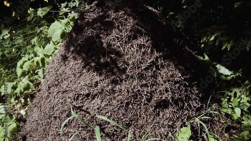 Big ants in the forest on the Italian mountain. photo