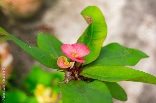 Pink Euphorbia milii flower blooming in a garden.