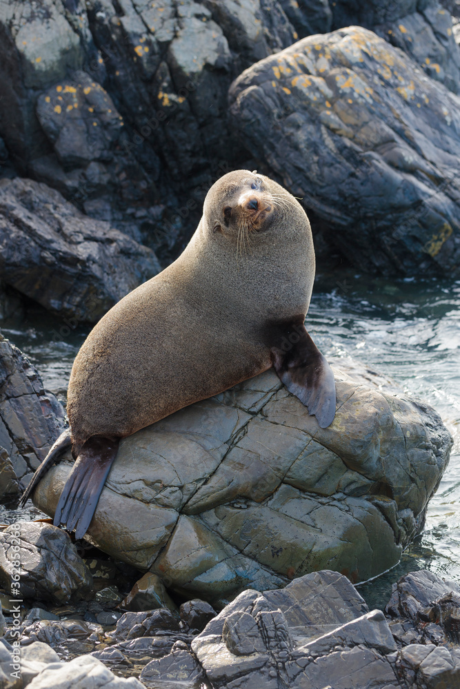 Obraz premium Close-up of a cute fur seal lying on a rock in the coast of Wellington