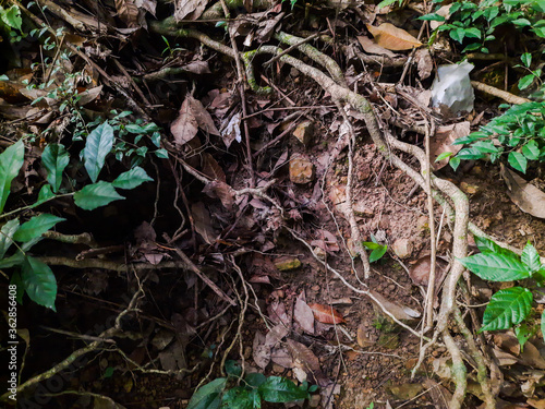 Root water eroded
