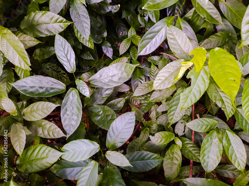 Trees and their leaves in the tropical rain forest