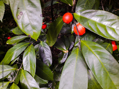 Trees and their leaves in the tropical rain forest