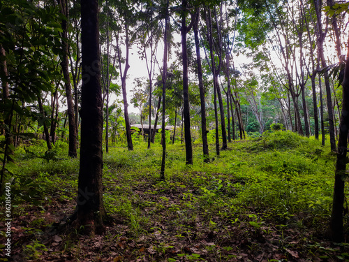 Rubber plantations in Thailand
