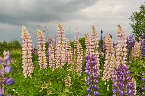 Colorful lupines bloom in the wild. Landscape with flowers