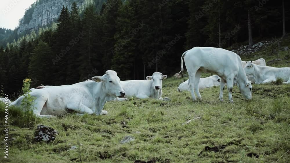 Mountain landscape with cow in foreground, Italian alps. Mountain landscape with cow in foreground, Italian alps.