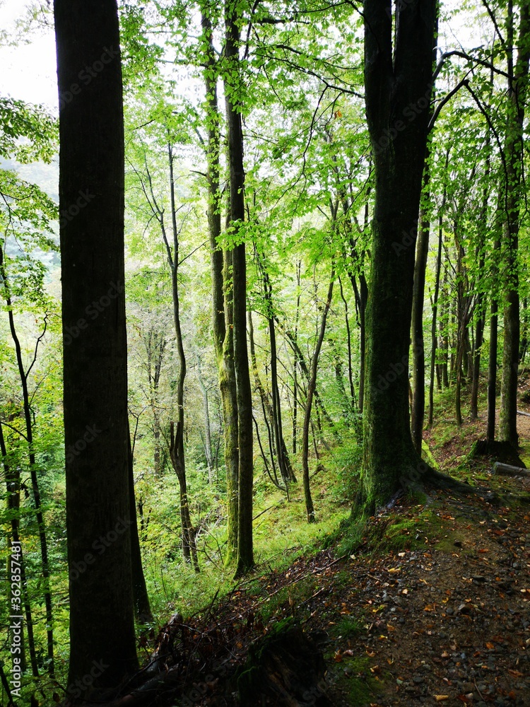 Obraz premium Trees in the forest