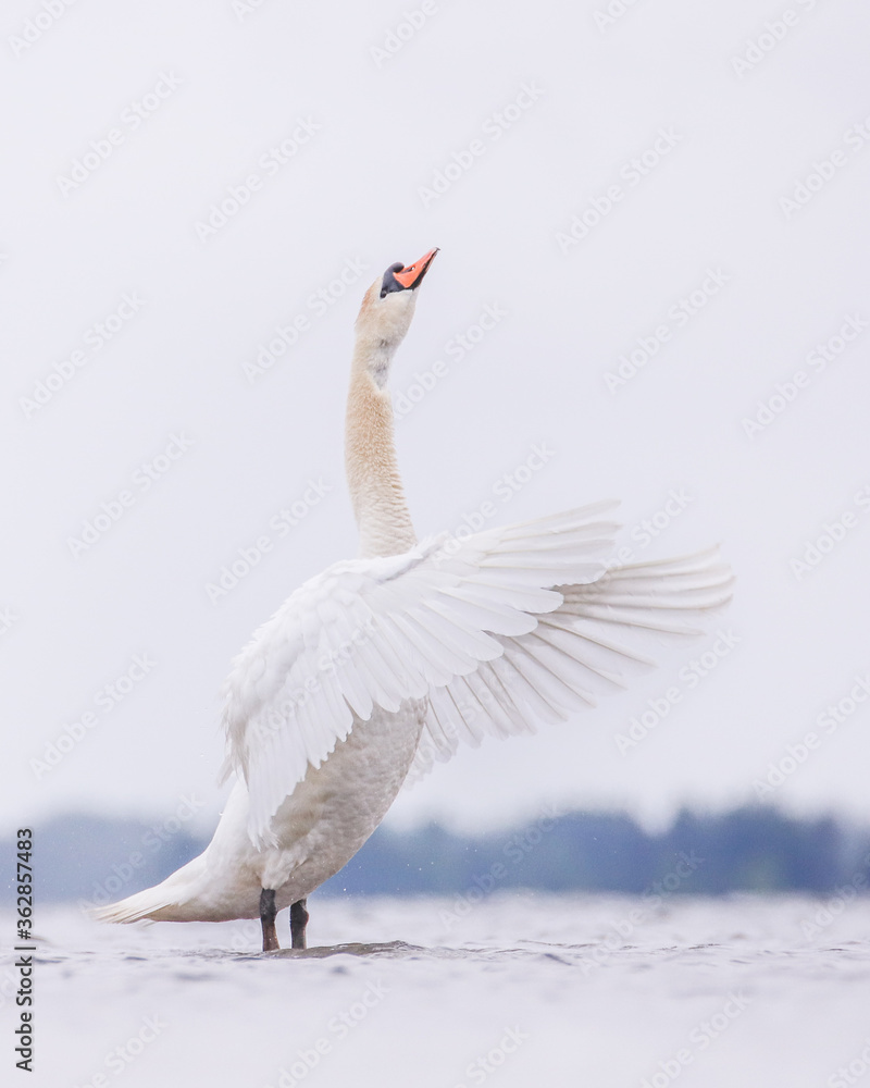 mute swan cygnus olor mute swan cygnus olor