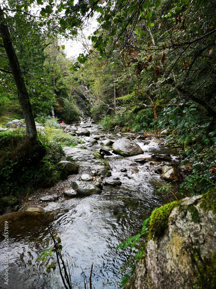 Obraz premium stream in the forest
