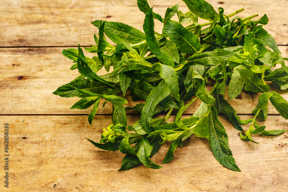 Fresh young mint. Traditional ingredient for cooking Fresh young mint. Traditional ingredient for cooking