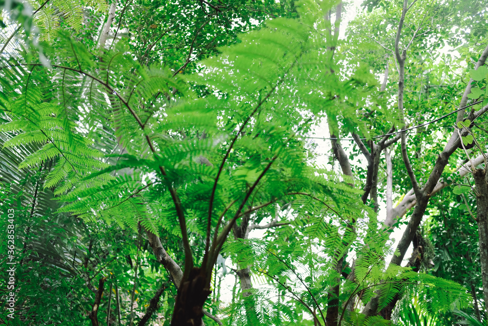 Fototapeta premium green leaves plant tree nature garden park view