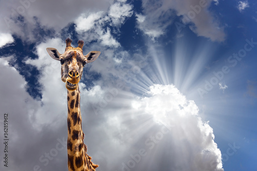 Funny portrait of a giraffe