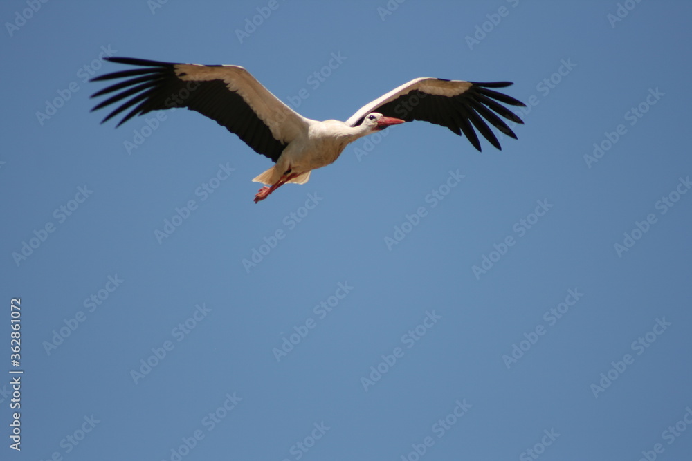 Storch beim fliegen