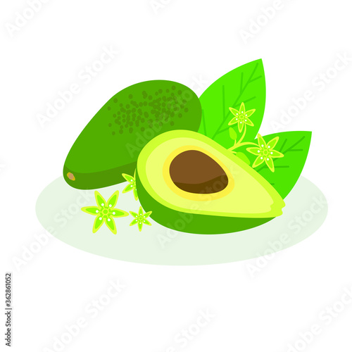 Vector illustration of an avocado. photo