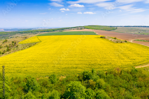 Aerial view of canola field near cereal one