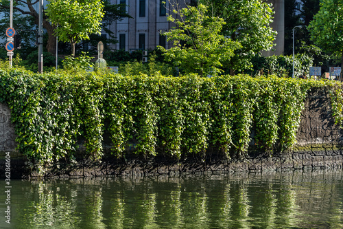 Green ivy growing on the parapet of a river bridge