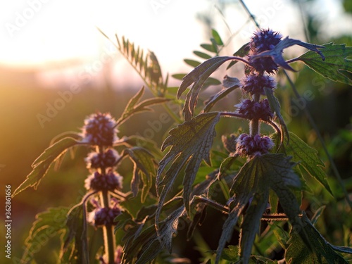The morning sun illuminates the wildflowers