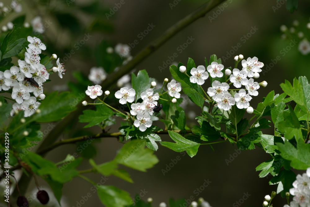 spring delicate white flowers of hawthorn spring delicate white flowers of hawthorn