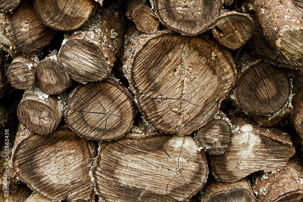 old pile of wood, gray and old stumps old pile of wood, gray and old stumps