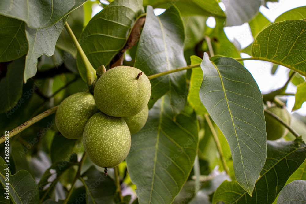 Walnuts in their green shell, still growing before they are ready to fall. Walnuts in their green shell, still growing before they are ready to fall.