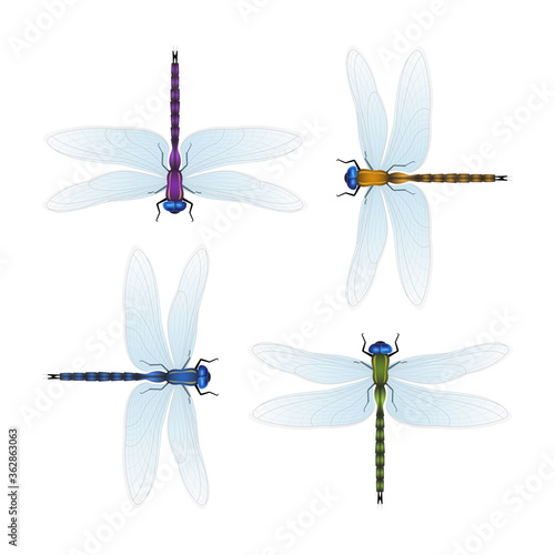Four varicolored dragonflies on a white background. Realistic vector illustration