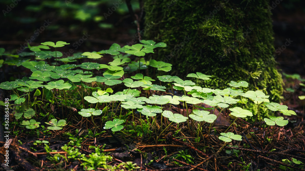 Green plant in the rainy forest Green plant in the rainy forest
