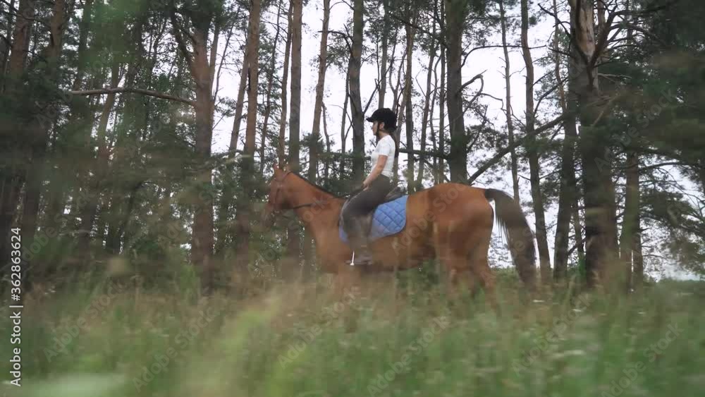 Female rider on horseback riding near the forest, horse walking along a forest path, horsewoman ride on a horse. Female rider on horseback riding near the forest, horse walking along a forest path, horsewoman ride on a horse.