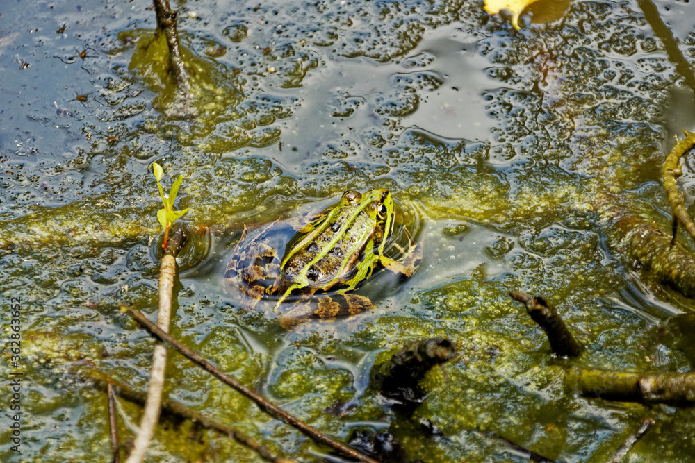 Fototapeta premium Small green frog in the middle of sticky green algae in a pond