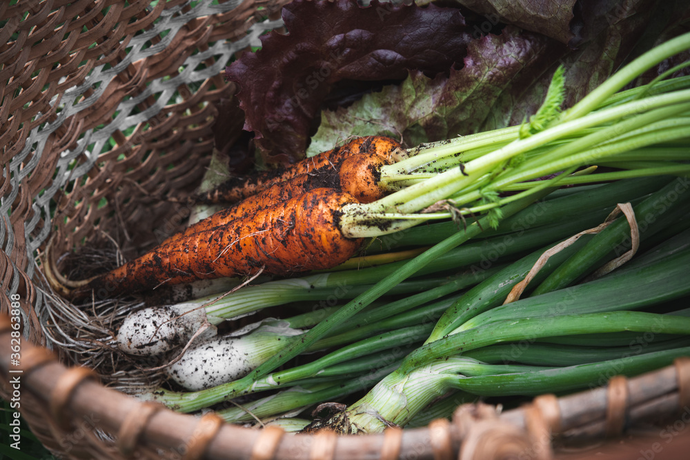 Early harvest basket. Fresh harvest from the garden. Freshly picked carrots, onions and greens lie in a wicker basket on a background of green grass