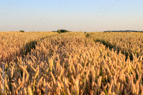 Un chemin au milieu du champ de blé © YuricBel