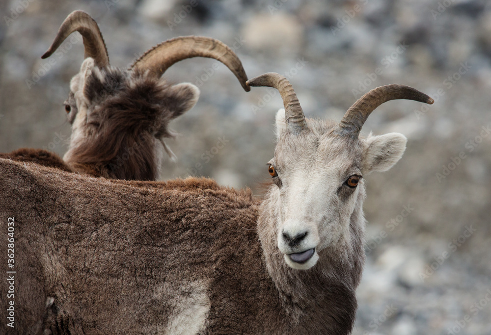 Steinschaf wildlife Kanada Steinschaf wildlife Kanada