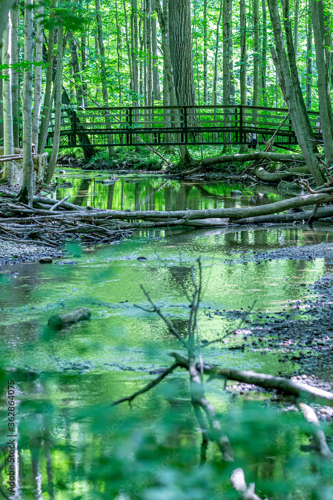 Obraz premium Reflections of Green