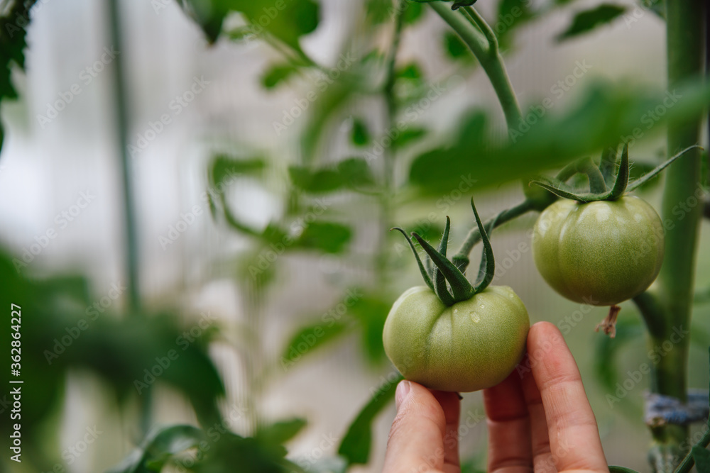 Homegrown, gardening and agriculture consept. Hand holds unripe green tomatoes on a branch
